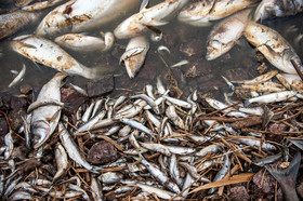 مرگ 2 میلیون ماهی در سد فشافویه